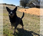 Small Photo #1 Australian Cattle Dog Puppy For Sale in ZOLFO SPRINGS, FL, USA