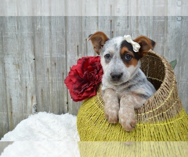 Medium Photo #1 Australian Cattle Dog Puppy For Sale in HONEY BROOK, PA, USA
