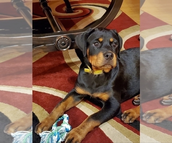 Medium Photo #24 Rottweiler Puppy For Sale in VONORE, TN, USA