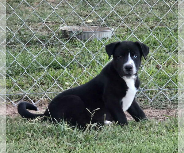Medium Photo #6 American Pit Bull Terrier-Border Collie Mix Puppy For Sale in Oakhurst, NJ, USA