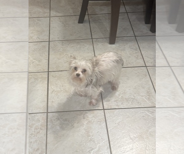 Medium Photo #1 Yorkshire Terrier Puppy For Sale in CAMBY, IN, USA