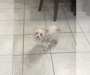 Mother of the Yorkshire Terrier puppies born on 11/08/2025