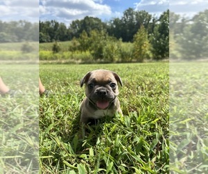 French Bulldog Puppy for sale in DAVIDSONVILLE, MD, USA