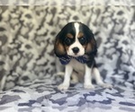 Small #2 Cavalier King Charles Spaniel