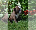 Puppy Coolie Boston Terrier