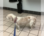 Small Beagle