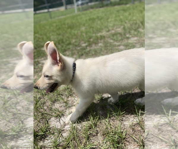 Medium Photo #5 German Shepherd Dog Puppy For Sale in ALACHUA, FL, USA