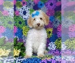 Small Photo #1 Goldendoodle (Miniature) Puppy For Sale in BIRD IN HAND, PA, USA