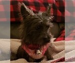 Small Photo #5 Cairn Terrier Puppy For Sale in FORNEY, TX, USA
