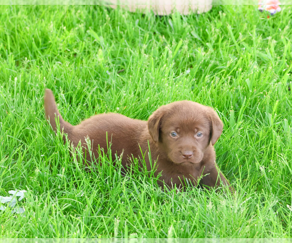 Medium Photo #2 Labrador Retriever Puppy For Sale in SYRACUSE, IN, USA