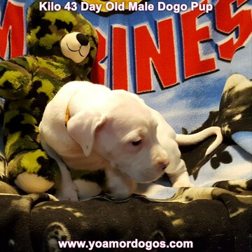 Medium Photo #109 Dogo Argentino Puppy For Sale in JANE, MO, USA