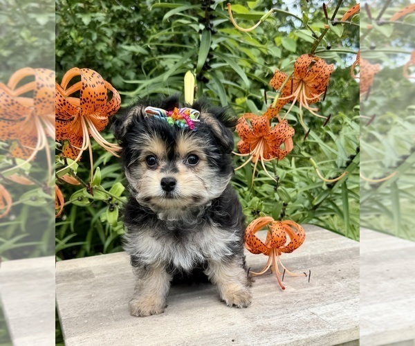 Medium Photo #5 Morkie Puppy For Sale in CASSVILLE, MO, USA