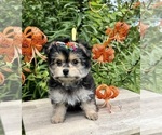 Small #4 Morkie