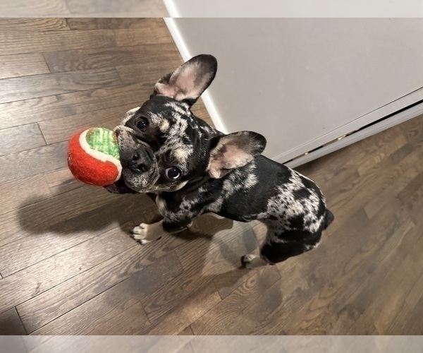 Medium Photo #5 French Bulldog Puppy For Sale in MANASSAS, VA, USA