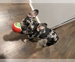 Small Photo #5 French Bulldog Puppy For Sale in MANASSAS, VA, USA