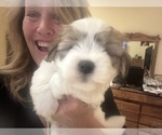 Puppy Jackson Coton de Tulear