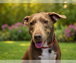 Small #2 Retriever  Mix