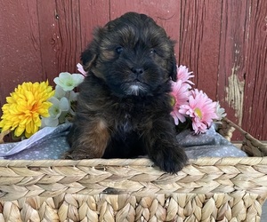 ShihPoo Puppy for sale in BONDUEL, WI, USA