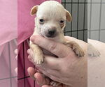 Small Photo #7 Chihuahua-Unknown Mix Puppy For Sale in Corona, CA, USA