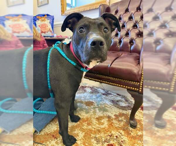 Medium Photo #8 American Pit Bull Terrier-Labrador Retriever Mix Puppy For Sale in Holly Springs, NC, USA