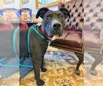 Small #7 American Pit Bull Terrier-Labrador Retriever Mix