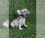 Small Photo #53 French Bulldog Puppy For Sale in MEMPHIS, TN, USA