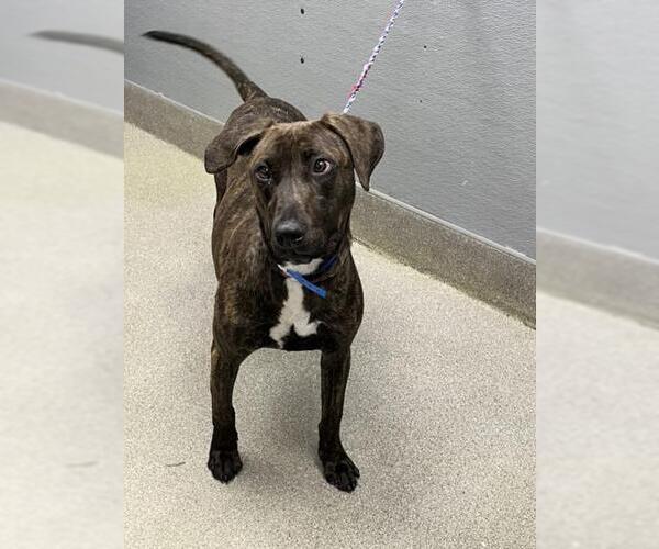 Medium Photo #1 Mutt Puppy For Sale in Las Vegas, NV, USA