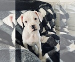 Small Photo #1 Boxer Puppy For Sale in LOCUST DALE, VA, USA