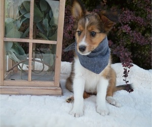 Shetland Sheepdog Puppy for sale in HONEY BROOK, PA, USA
