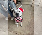 Small #9 Bulldog Mix