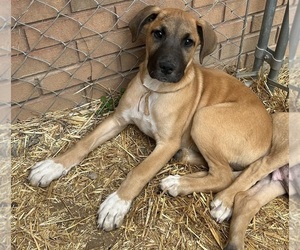 Great Dane Puppy for sale in CLANTON, AL, USA
