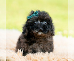 Small #7 Poodle (Miniature)