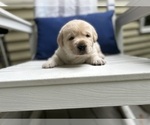 Puppy Puppy 3 Labrador Retriever