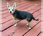 Small #37 Chihuahua Mix