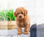 Small Photo #6 Goldendoodle (Miniature) Puppy For Sale in SYRACUSE, IN, USA