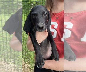 Mutt Dogs for adoption in Mundelein, IL, USA