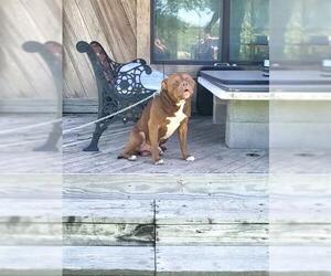 American Staffordshire Terrier-Unknown Mix Dogs for adoption in San Antonio, TX, USA