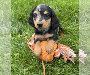 Dachshund Puppy for sale in MIDDLEBURY, IN, USA