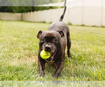 Small #21 Staffordshire Bull Terrier Mix