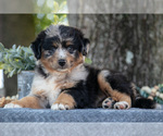 Puppy April Miniature Australian Shepherd