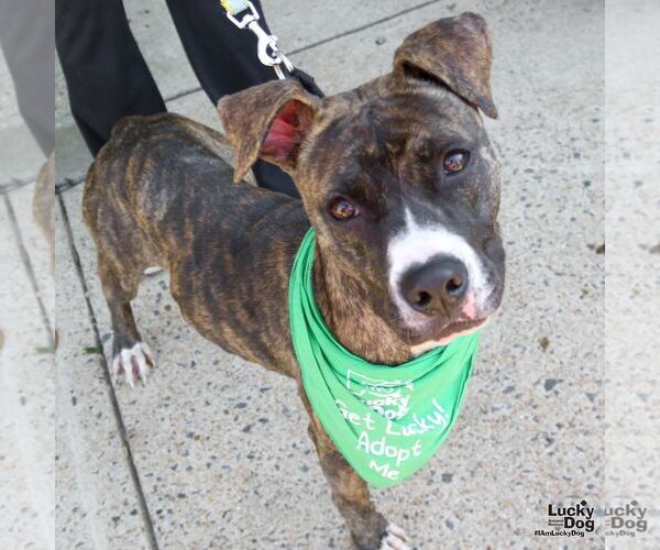 Medium Photo #6 Boxer-Unknown Mix Puppy For Sale in Washington, DC, USA