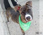 Small #5 Boxer Mix