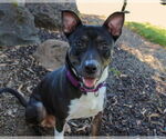 Small #1 American Pit Bull Terrier-Huskies  Mix