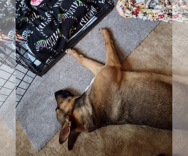 Medium Photo #24 Mutt Puppy For Sale in Fargo, ND, USA