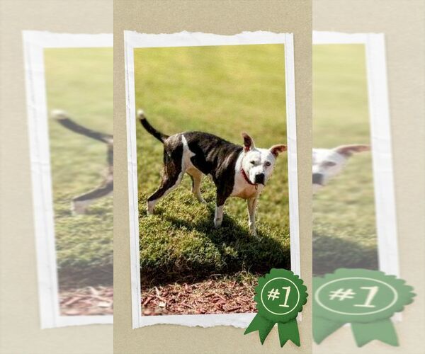 Medium Photo #5 American Staffordshire Terrier-Unknown Mix Puppy For Sale in columbia, SC, USA