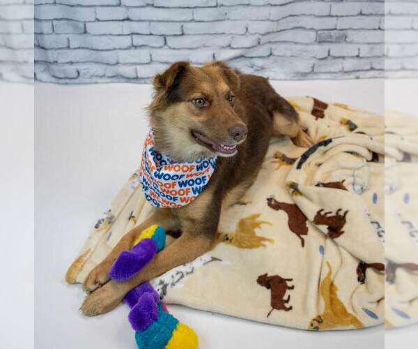 Medium Photo #6 Australian Shepherd-Unknown Mix Puppy For Sale in Kennesaw, GA, USA