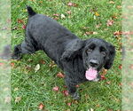 Small #1 Cocker Spaniel