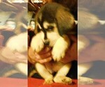Small Photo #12 Golden Labrador Puppy For Sale in IDAHO SPRINGS, CO, USA