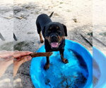 Small #9 Rottweiler
