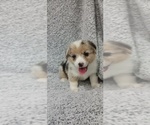 Puppy Halley Welsh Cardigan Corgi